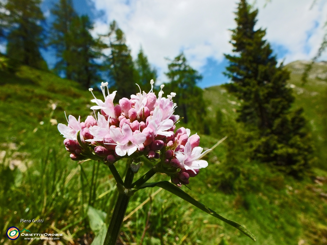 45 bellissimi alla macro....JPG